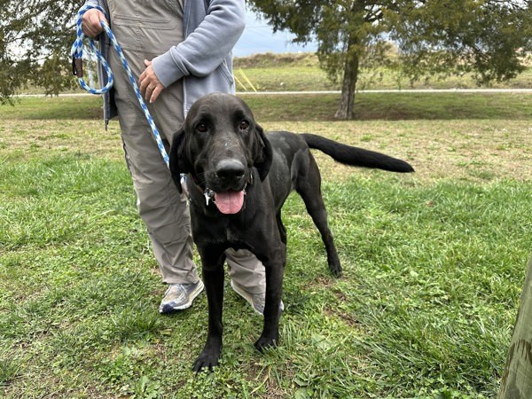 Onyx, an adoptable Great Dane, Bloodhound in Oak Ridge, TN, 37830 | Photo Image 3