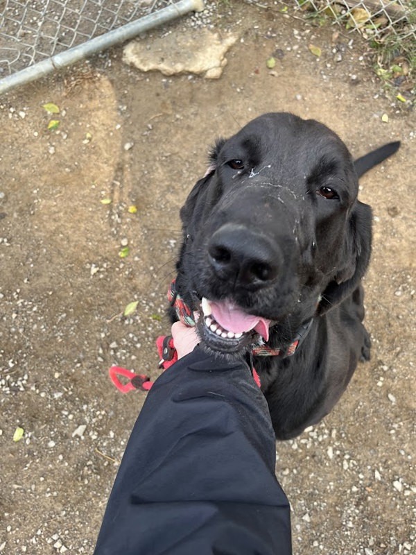 Onyx, an adoptable Great Dane, Bloodhound in Oak Ridge, TN, 37830 | Photo Image 4