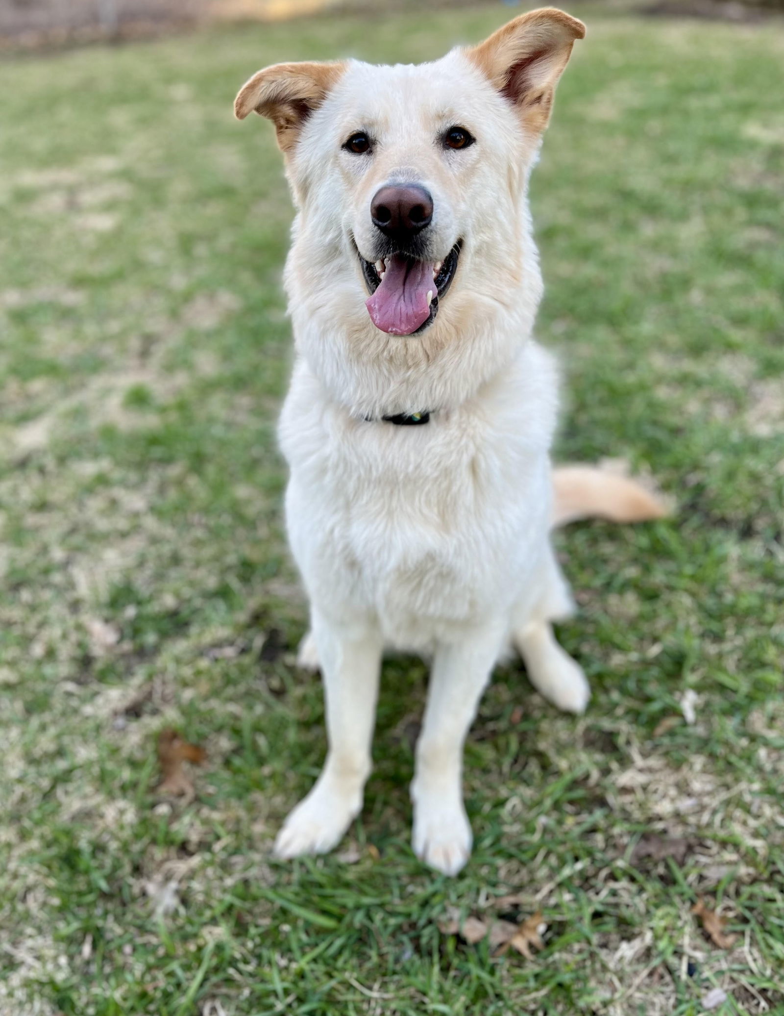 Oso, an adoptable German Shepherd Dog, Husky in Elk River, MN, 55330 | Photo Image 1