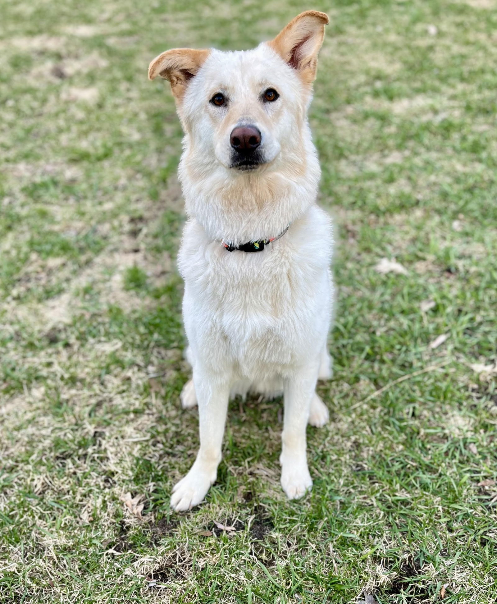 Oso, an adoptable German Shepherd Dog, Husky in Elk River, MN, 55330 | Photo Image 2