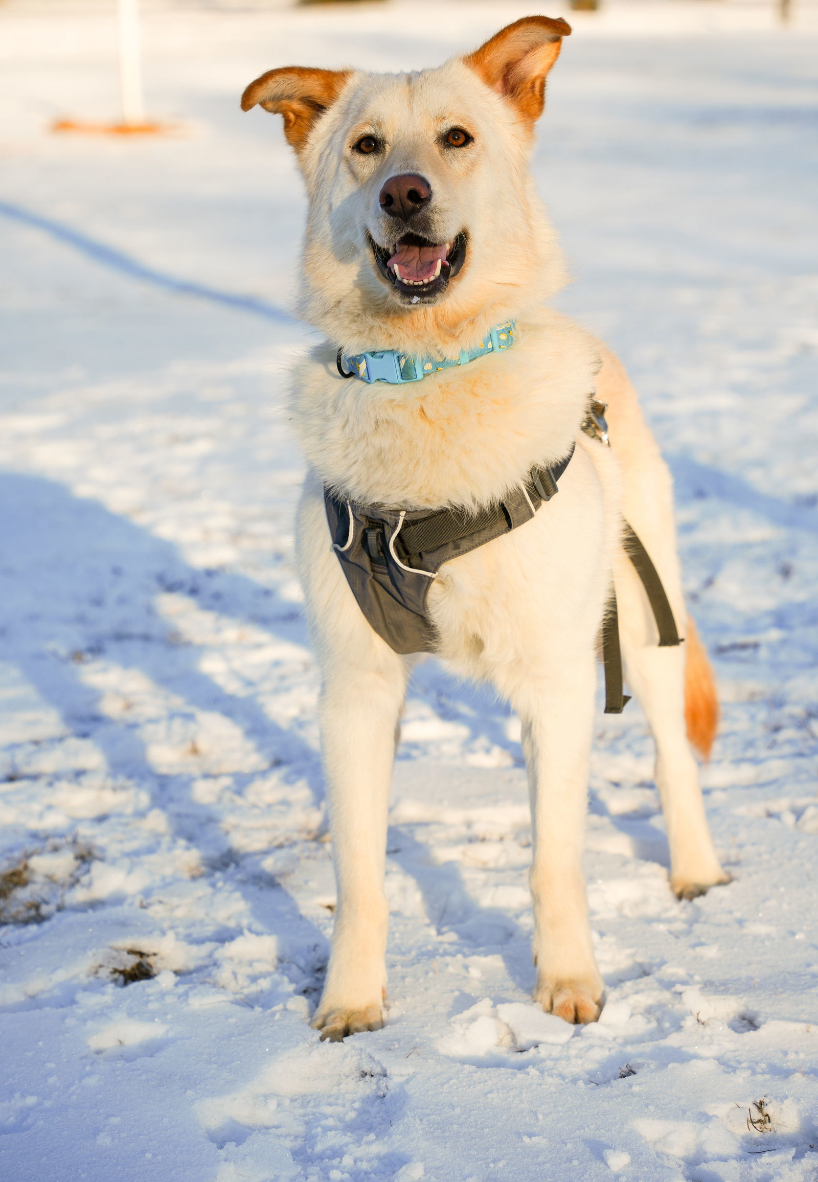 Oso, an adoptable German Shepherd Dog, Husky in Elk River, MN, 55330 | Photo Image 3