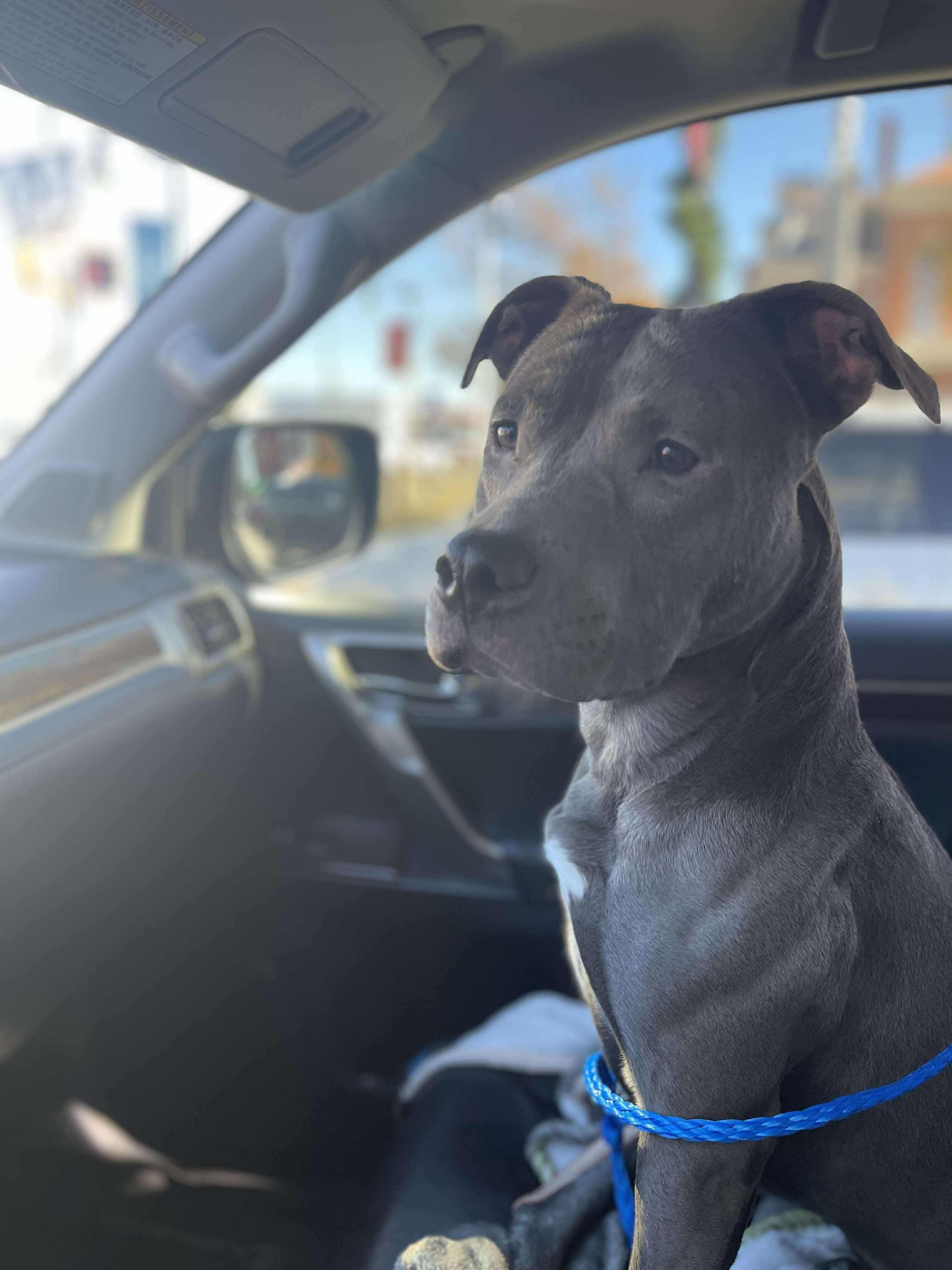 Stella