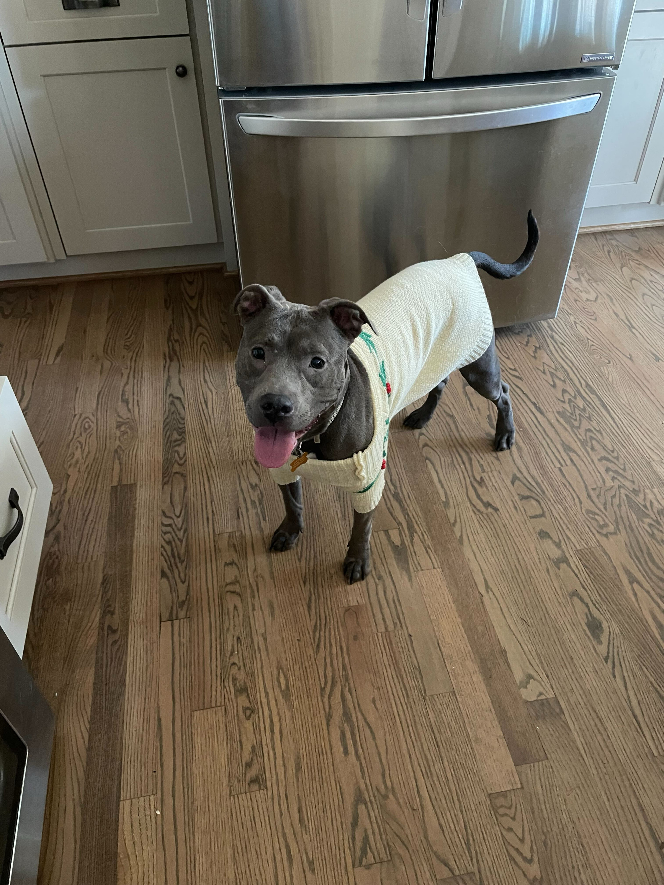 Stella