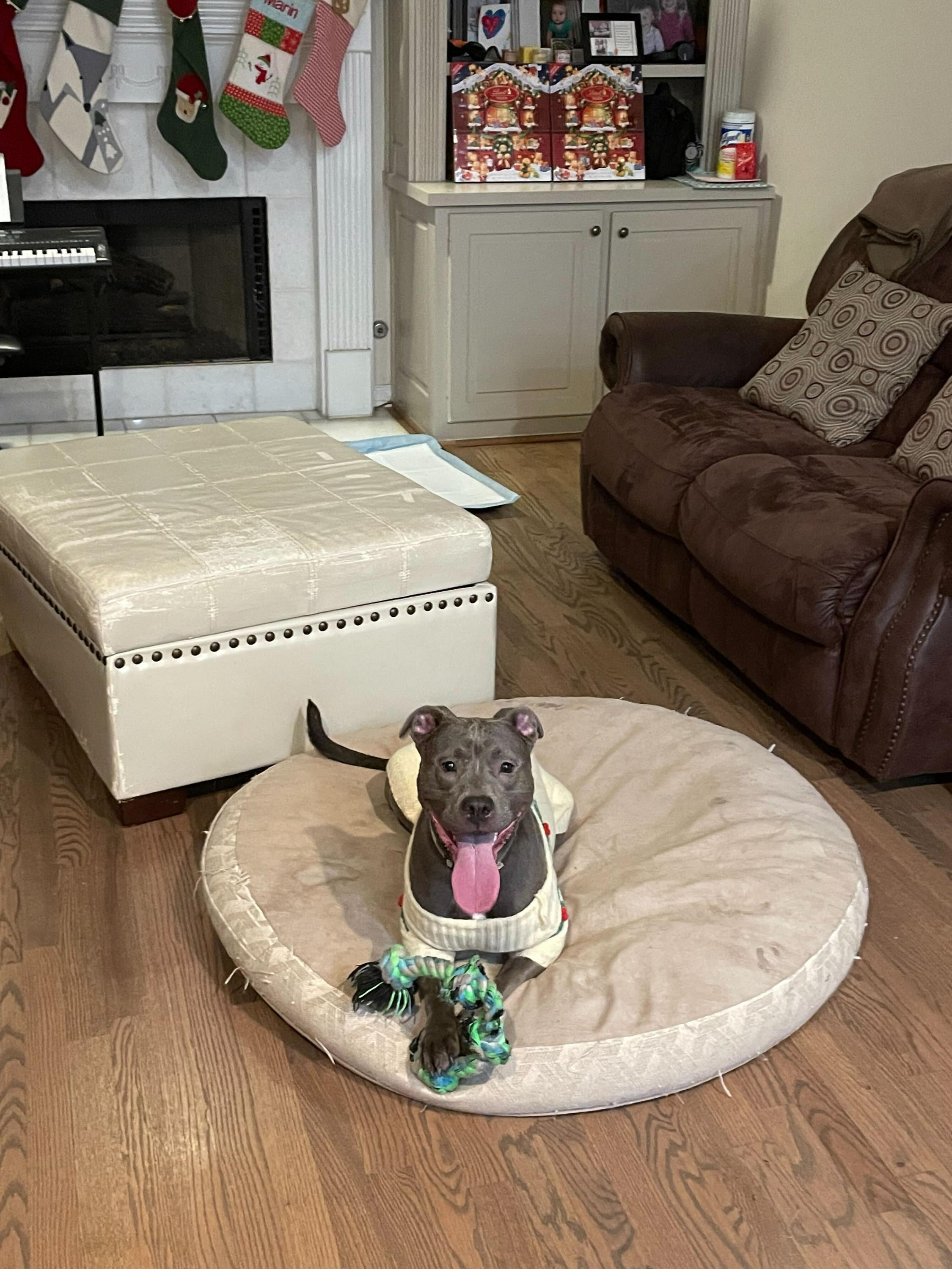Stella