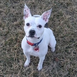 Freckle, Adult Female Boxer