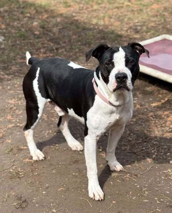 Pogo, an adoptable American Bulldog in Keswick, ON, L4P 3G1 | Photo Image 1