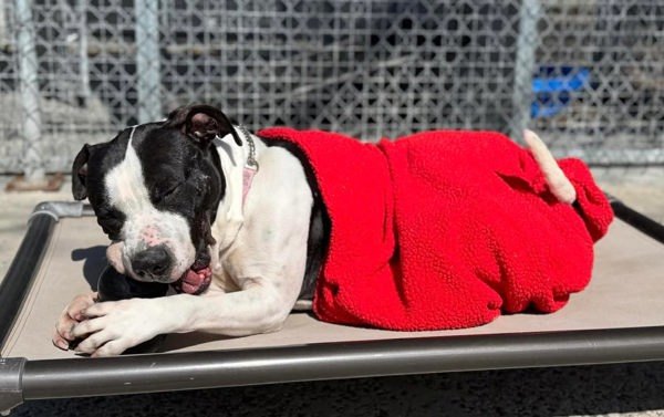 Pogo, an adoptable American Bulldog in Keswick, ON, L4P 3G1 | Photo Image 2