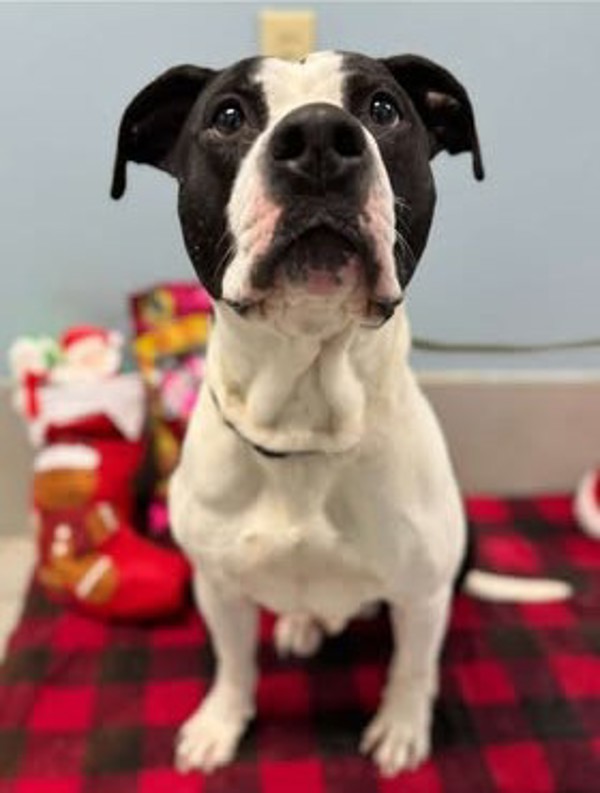 Pogo, an adoptable American Bulldog in Keswick, ON, L4P 3G1 | Photo Image 3