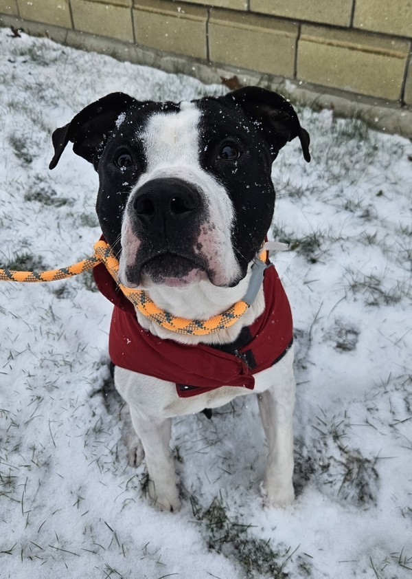 Pogo, an adoptable American Bulldog in Keswick, ON, L4P 3G1 | Photo Image 4