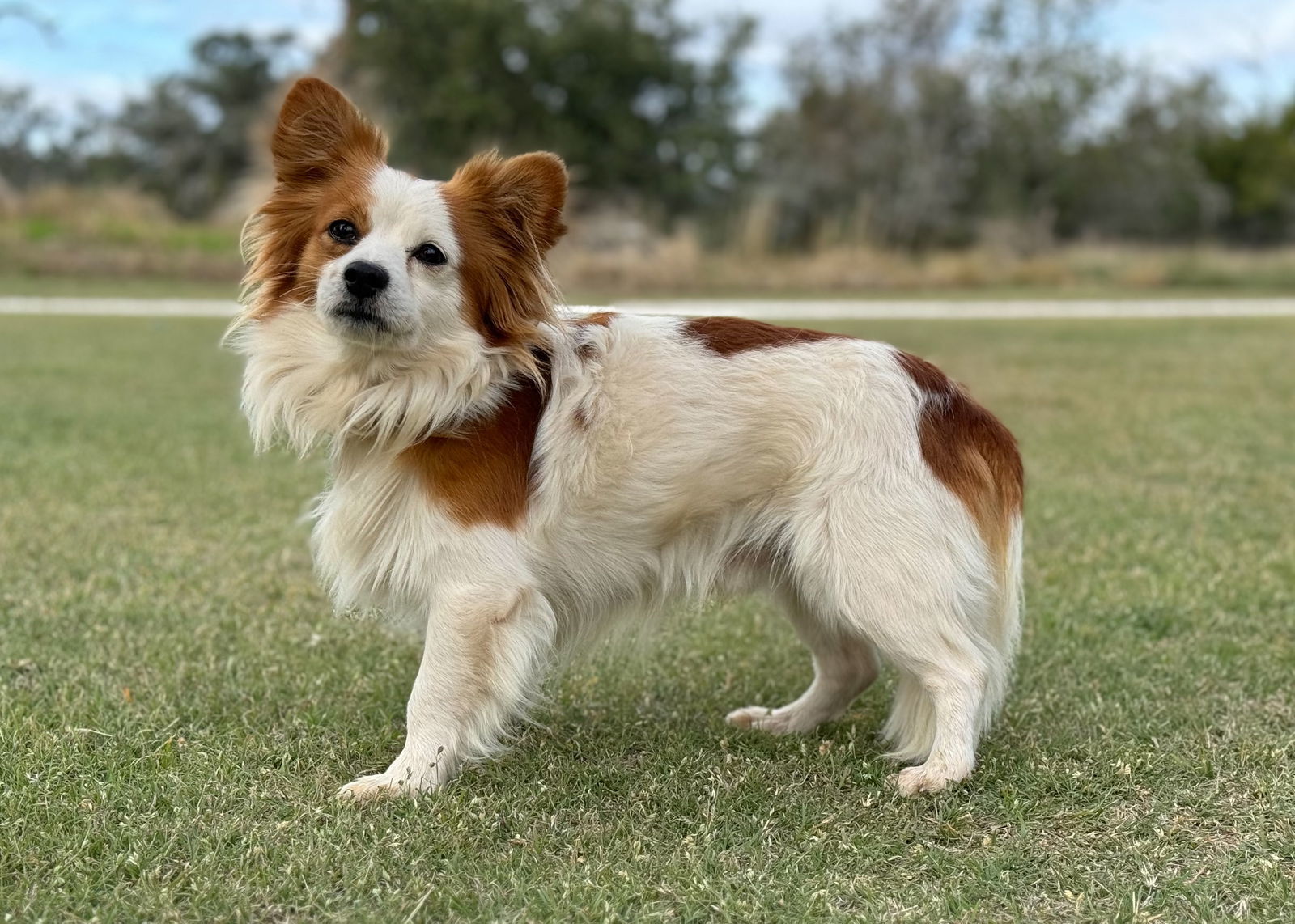 Little Cow, an adoptable Papillon in Helotes, TX, 78023 | Photo Image 1