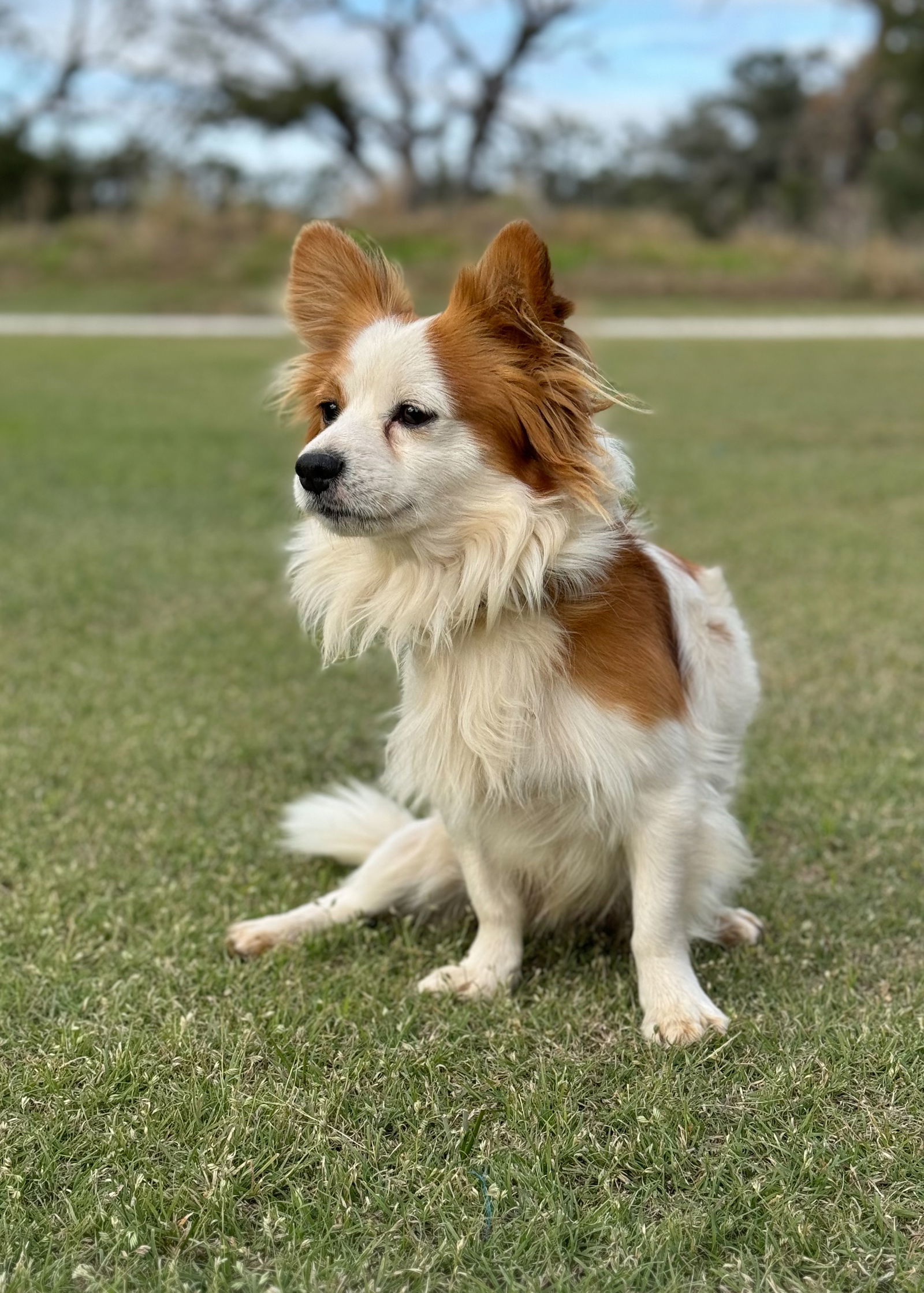 Little Cow, an adoptable Papillon in Helotes, TX, 78023 | Photo Image 2