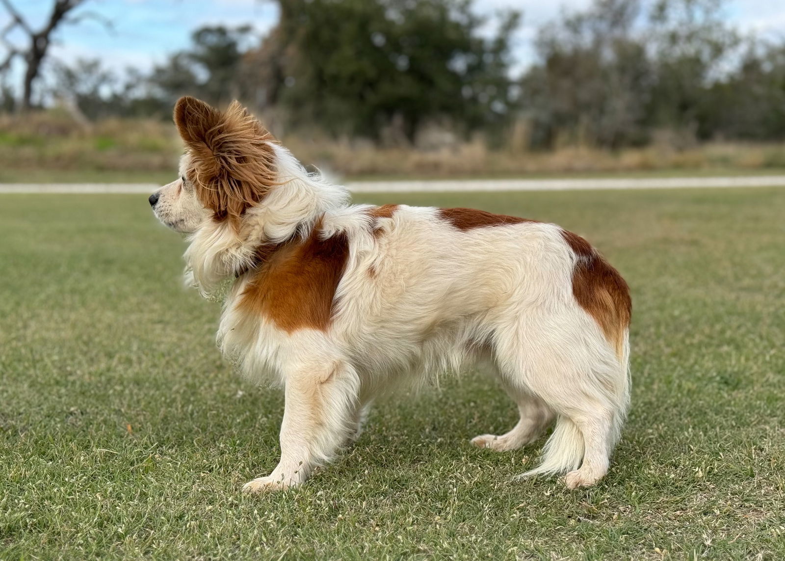 Little Cow, an adoptable Papillon in Helotes, TX, 78023 | Photo Image 3