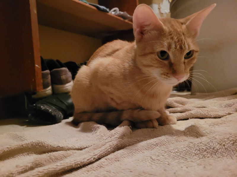 Miss Sienna, an adoptable Tabby, Domestic Short Hair in Pineville, LA, 71361 | Photo Image 1