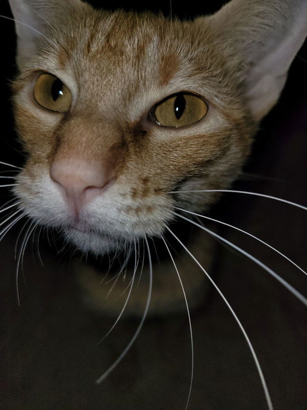 Miss Sienna, an adoptable Tabby, Domestic Short Hair in Pineville, LA, 71361 | Photo Image 2