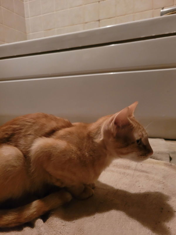 Miss Sienna, an adoptable Tabby, Domestic Short Hair in Pineville, LA, 71361 | Photo Image 3