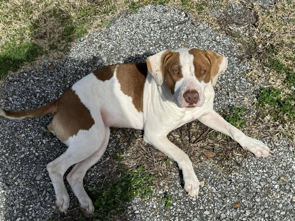 Peaches - Pretty Pup!!