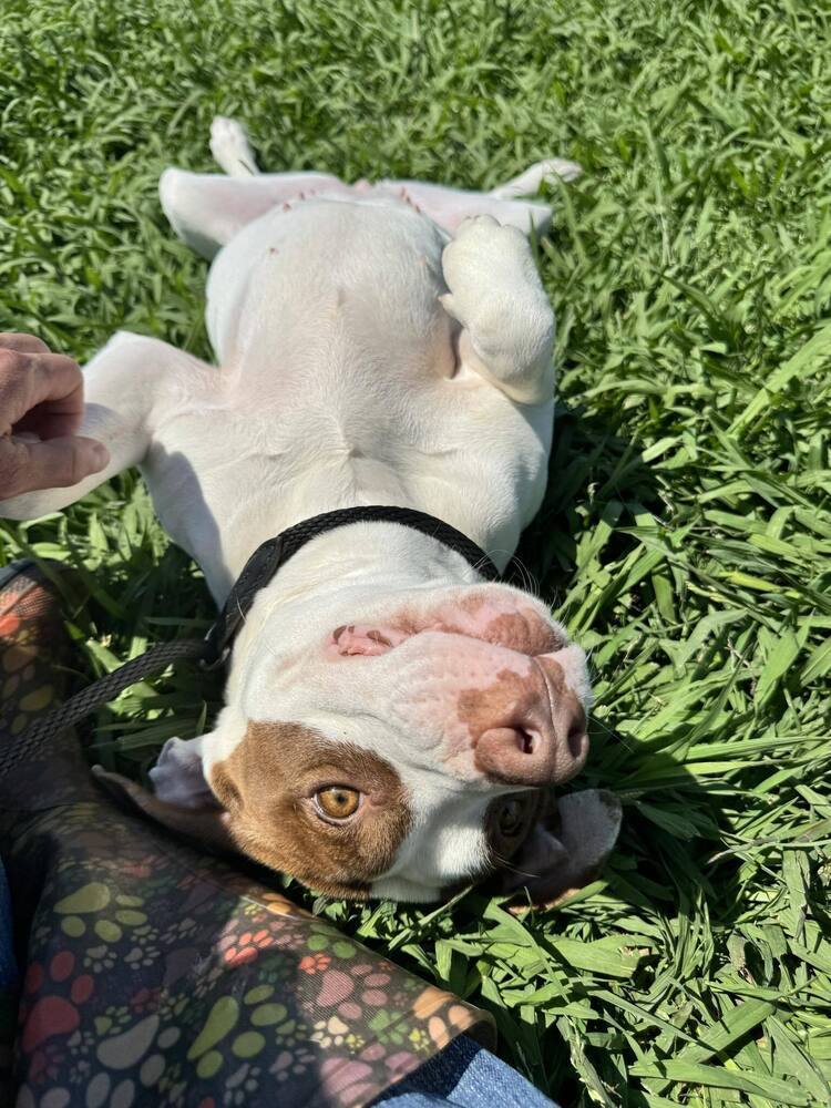 Peaches - Pretty Pup!!