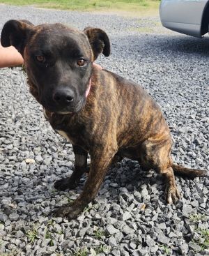 Sprinkles, Young Female Labrador Retriever