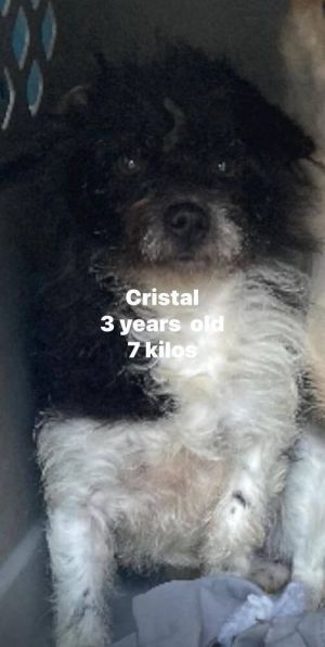 3 year old and 15 lbs Dec 2024 She enjoys the company of other dogs showing a friendly and socia