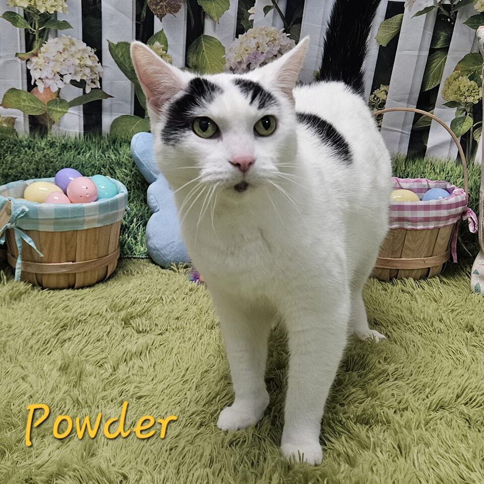 Powder