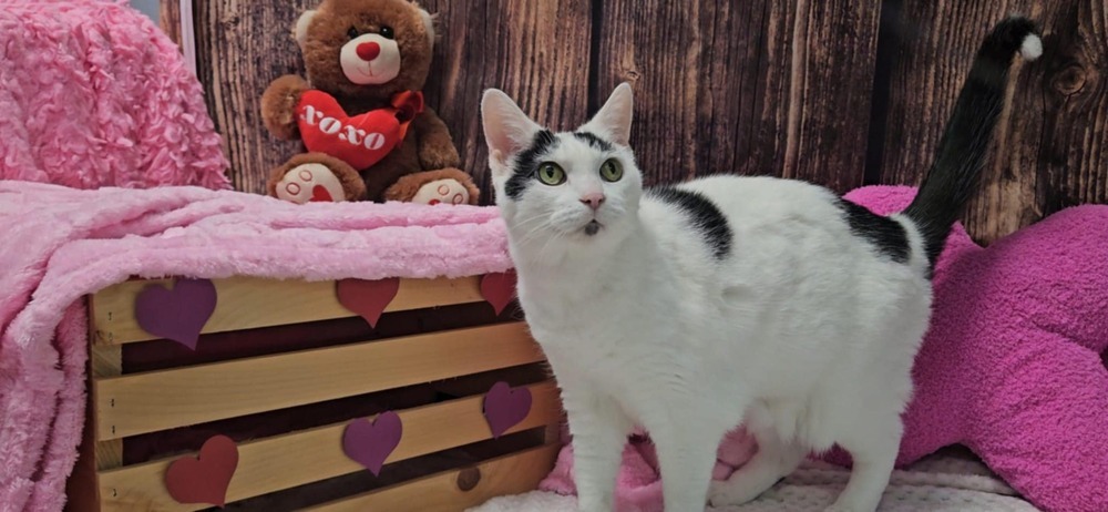 Powder, an adoptable Domestic Short Hair in Muskegon, MI, 49442 | Photo Image 2