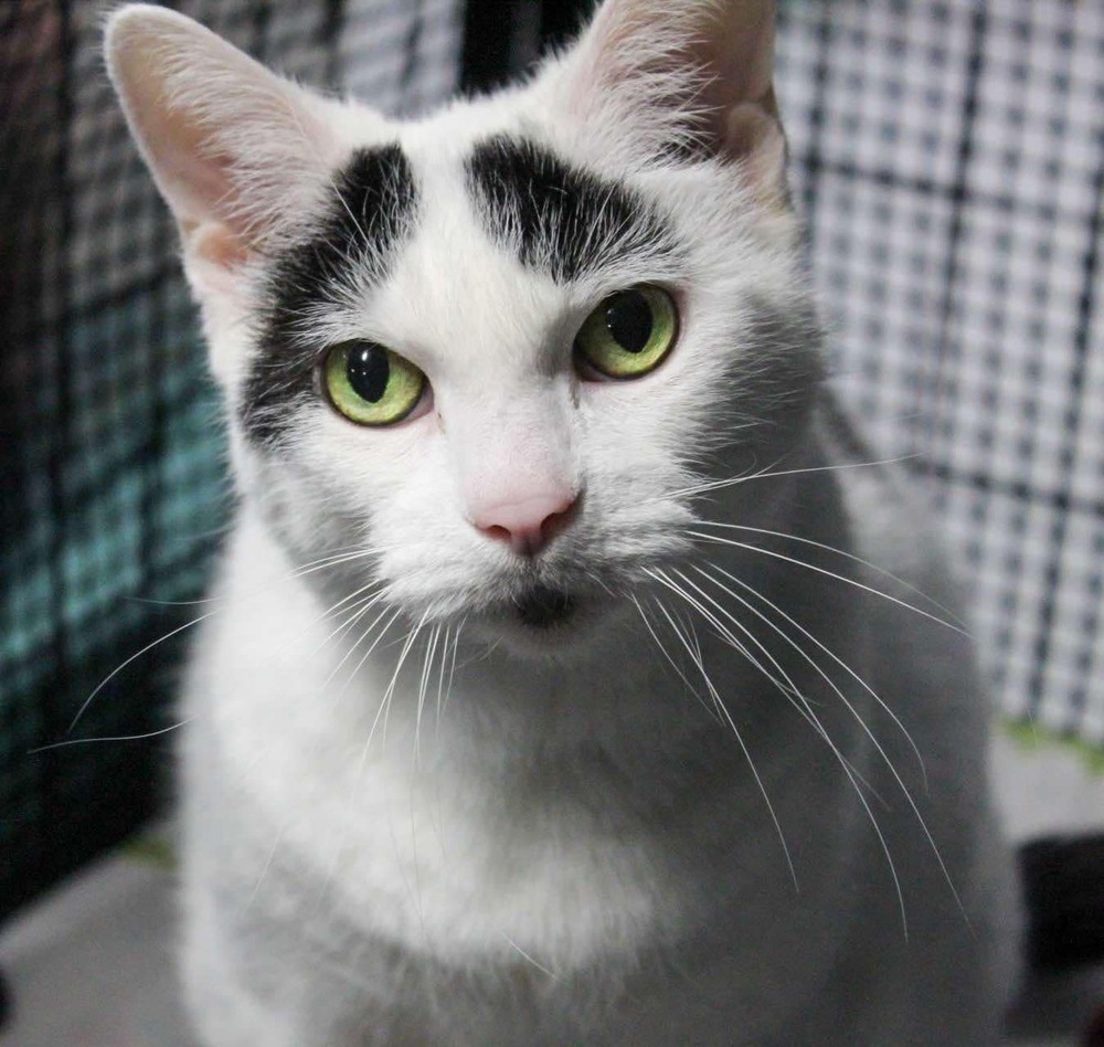 Powder, an adoptable Domestic Short Hair in Muskegon, MI, 49442 | Photo Image 3