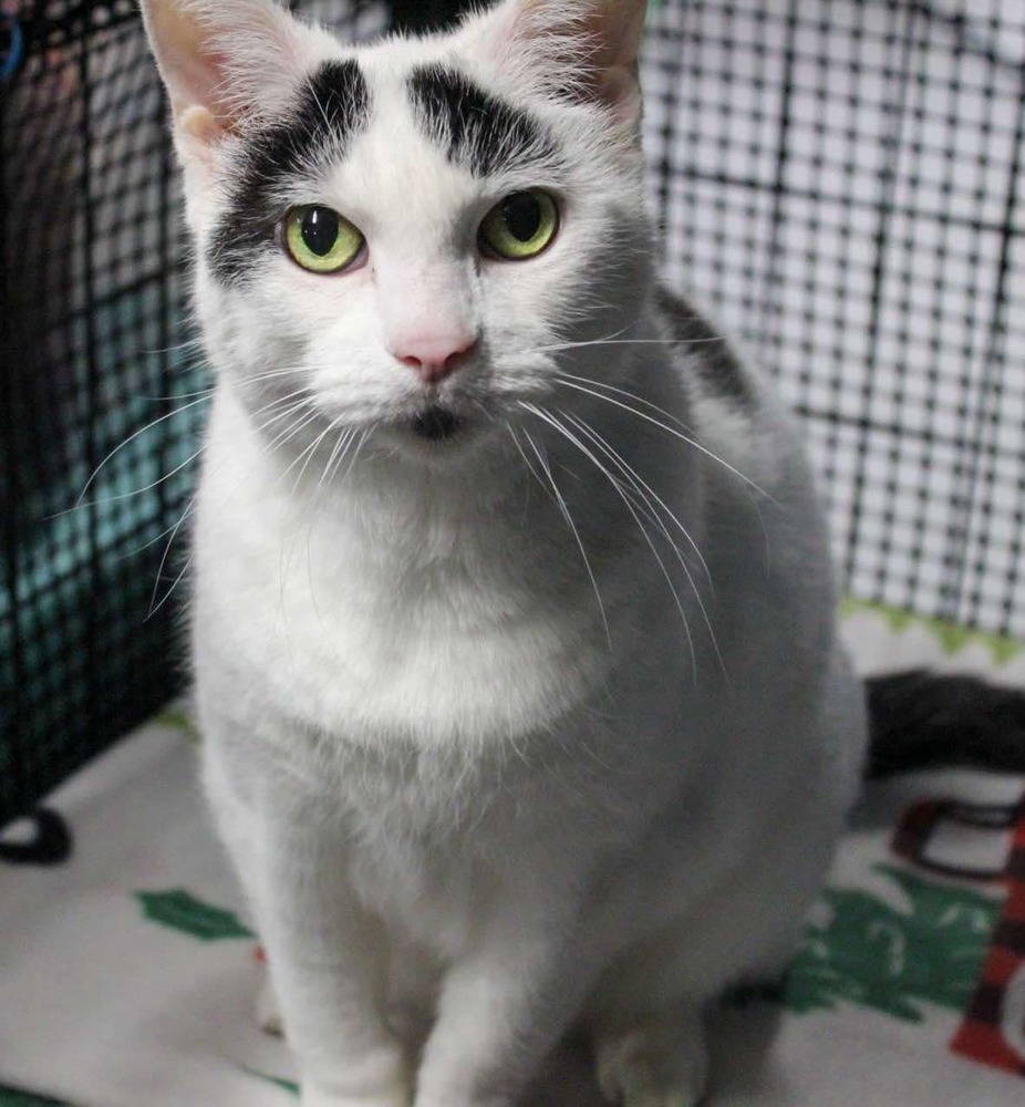 Powder, an adoptable Domestic Short Hair in Muskegon, MI, 49442 | Photo Image 4