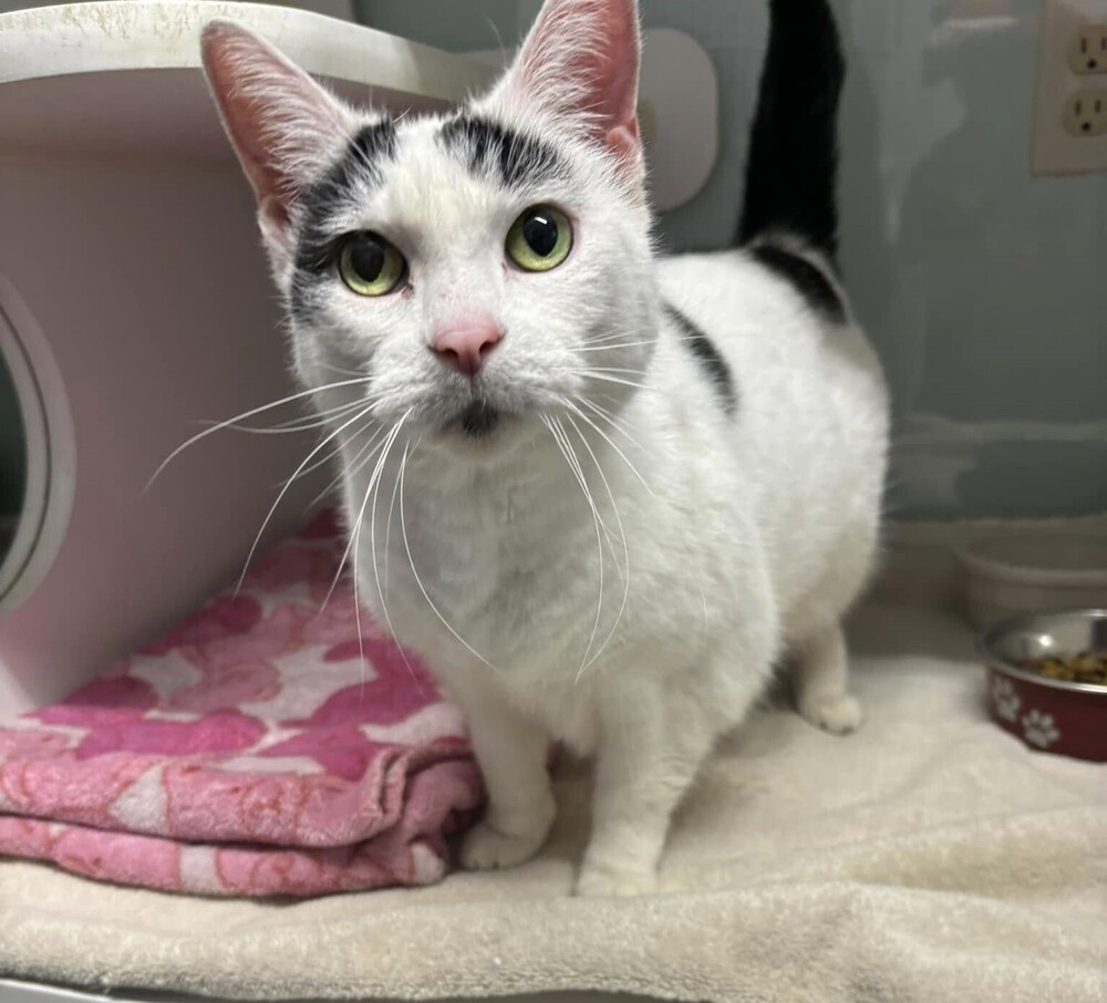 Powder, an adoptable Domestic Short Hair in Muskegon, MI, 49442 | Photo Image 5