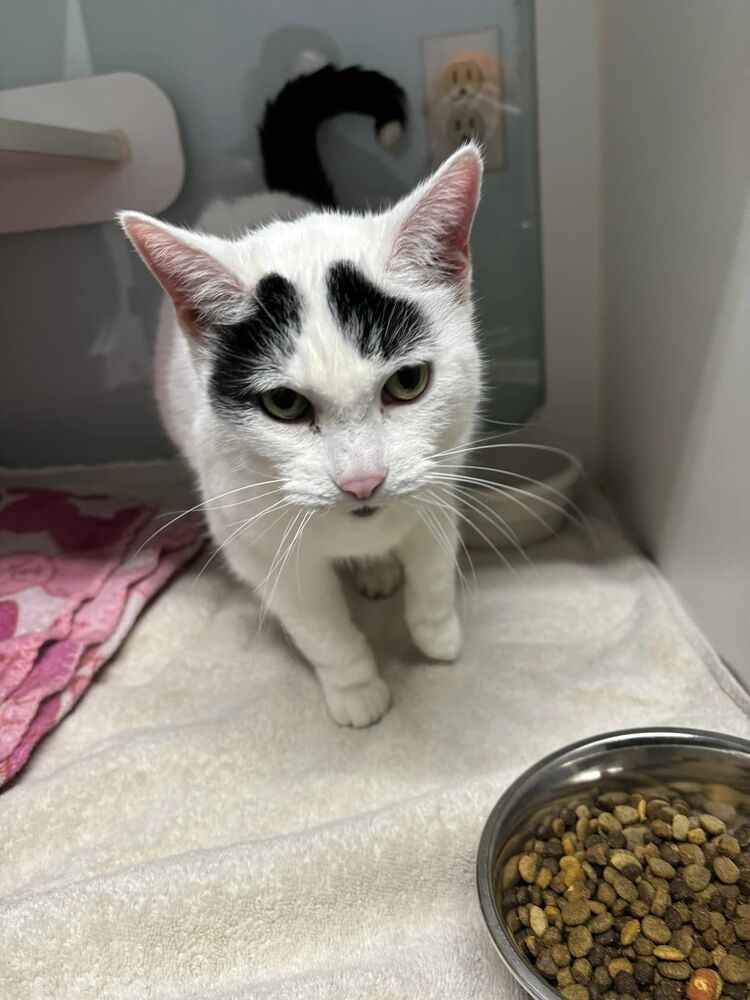 Powder, an adoptable Domestic Short Hair in Muskegon, MI, 49442 | Photo Image 6