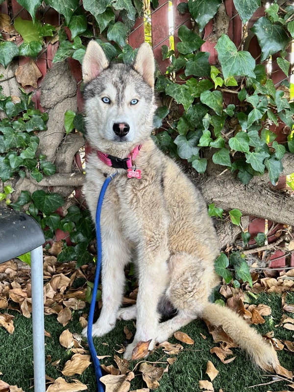 Aspen