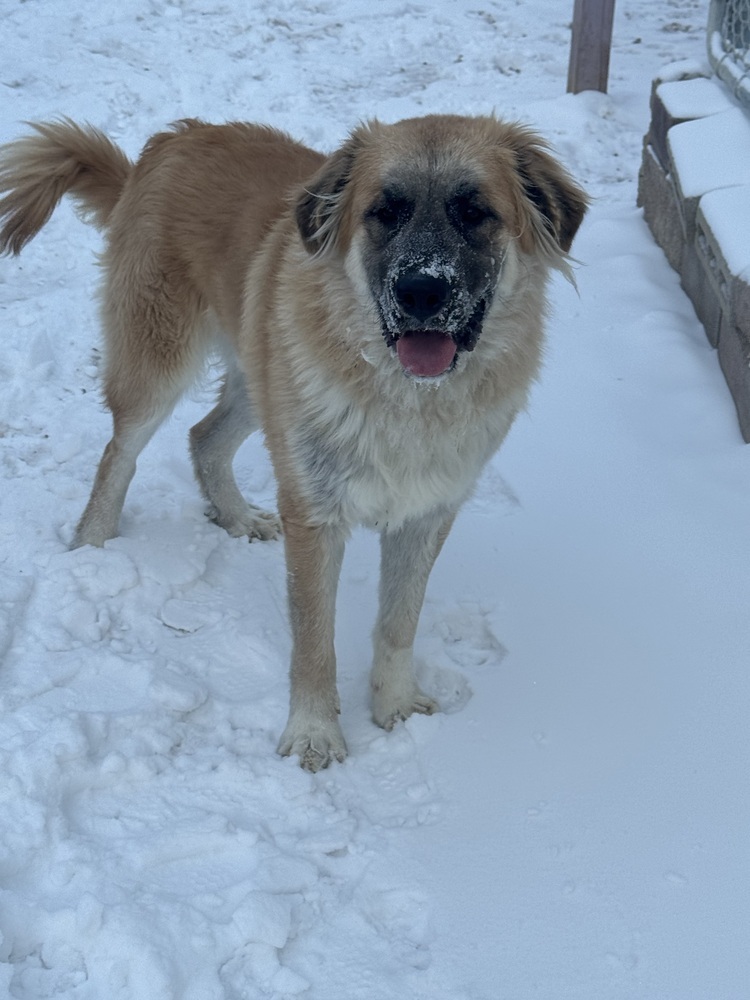 Gabriel ***RESCUE CENTER***, an adoptable Leonberger in Aurora, CO, 80018 | Photo Image 1