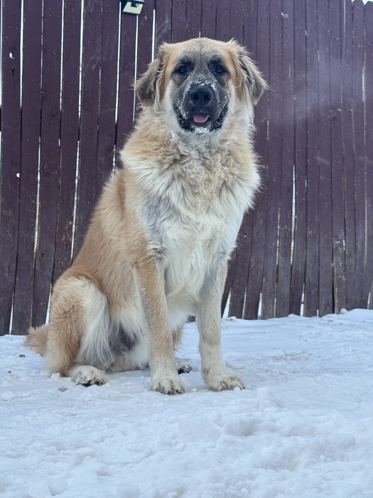 Gabriel ***RESCUE CENTER***, an adoptable Leonberger in Aurora, CO, 80018 | Photo Image 2