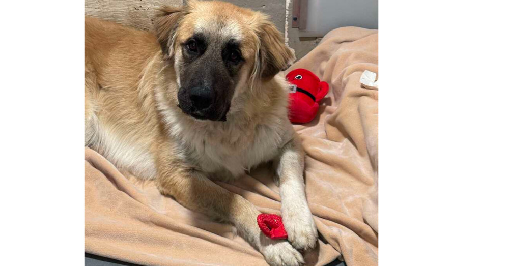 Gabriel ***RESCUE CENTER***, an adoptable Leonberger in Aurora, CO, 80018 | Photo Image 3