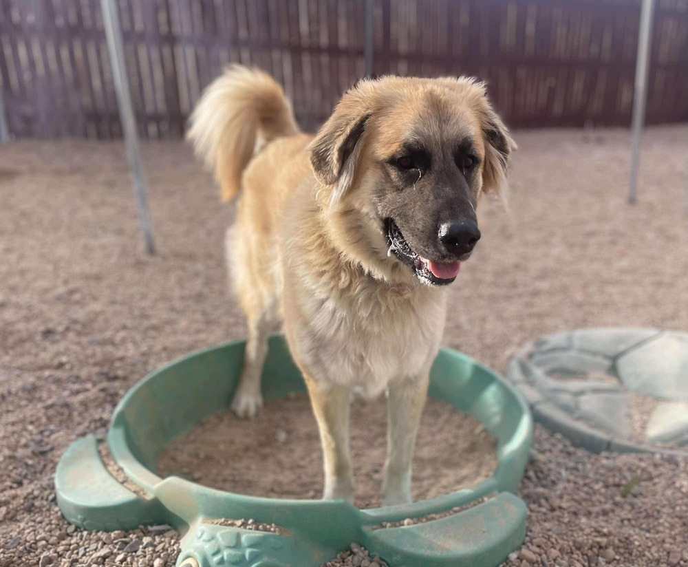 Gabriel ***RESCUE CENTER***, an adoptable Leonberger in Aurora, CO, 80018 | Photo Image 4