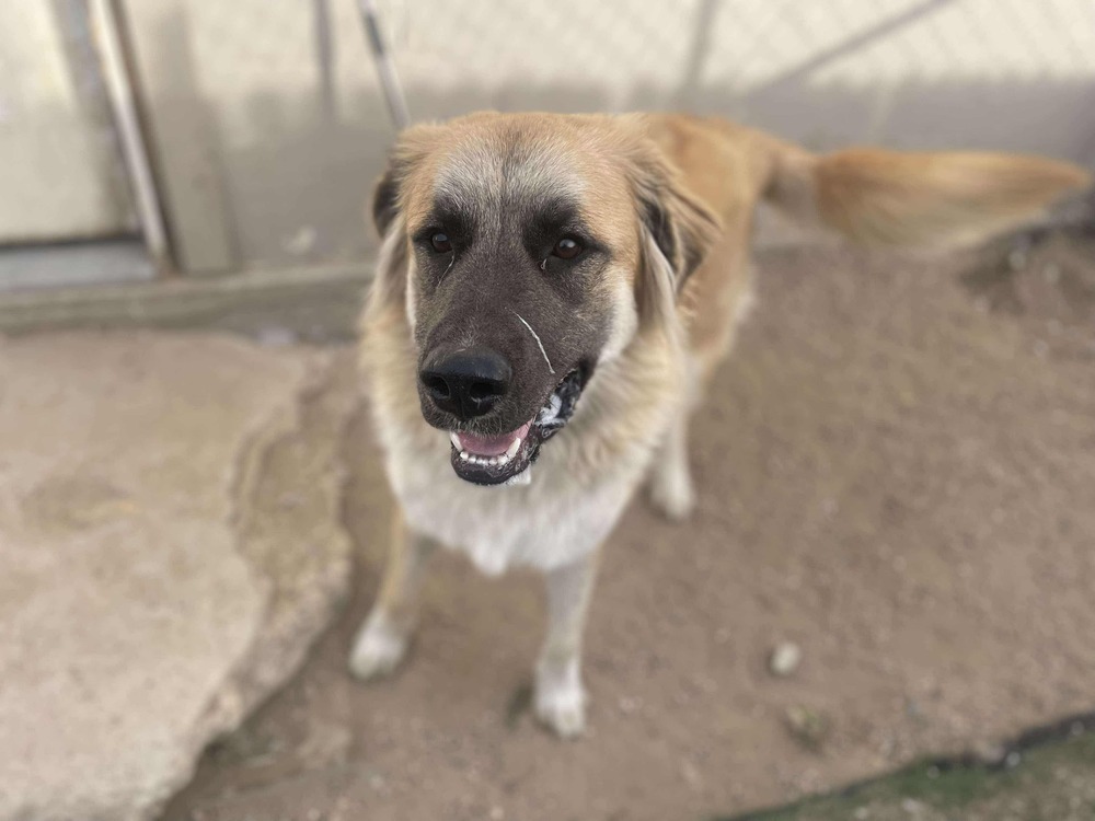 Gabriel ***RESCUE CENTER***, an adoptable Leonberger in Aurora, CO, 80018 | Photo Image 5