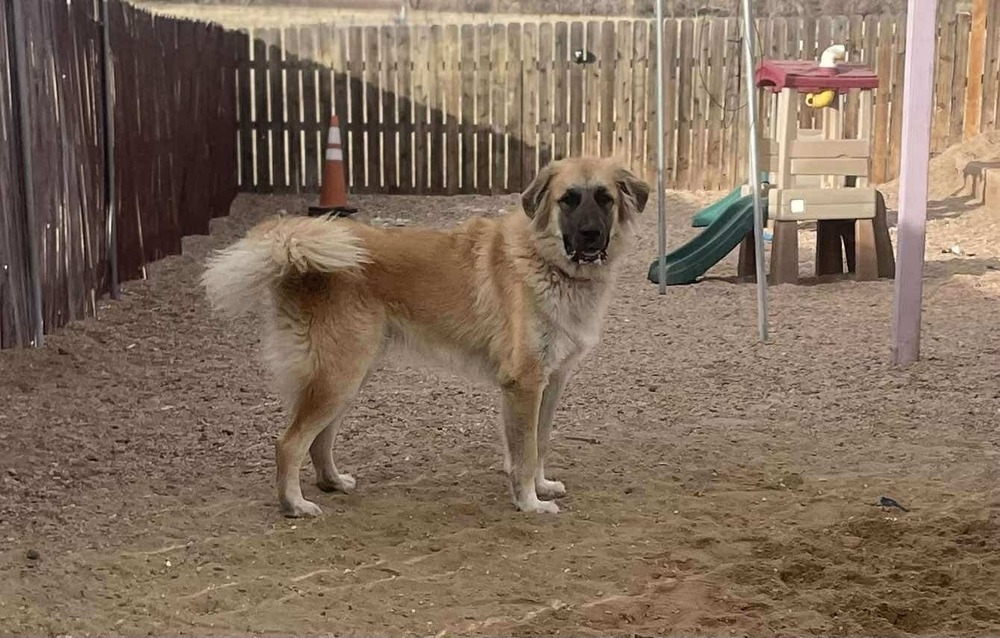 Gabriel ***RESCUE CENTER***, an adoptable Leonberger in Aurora, CO, 80018 | Photo Image 6