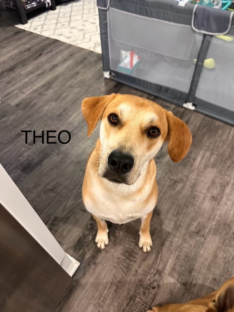 Theo