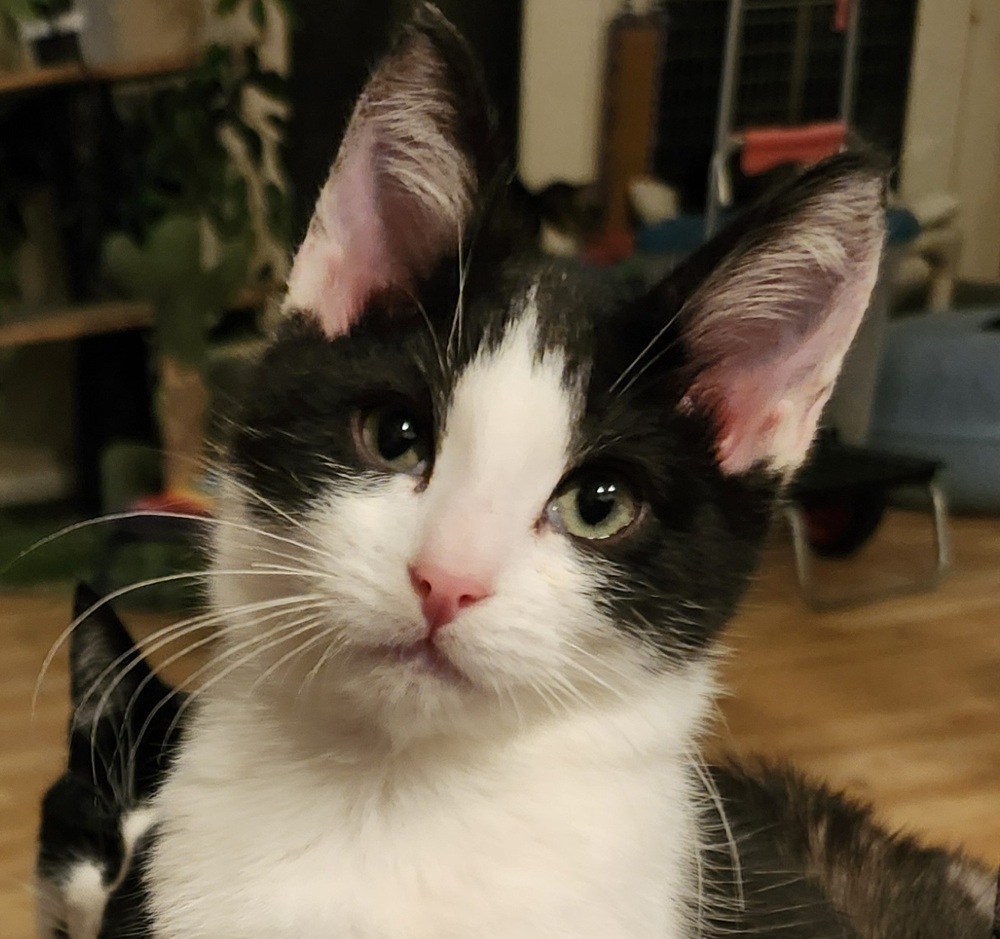 Binx, an adoptable Domestic Short Hair in Salinas, CA, 93905 | Photo Image 1