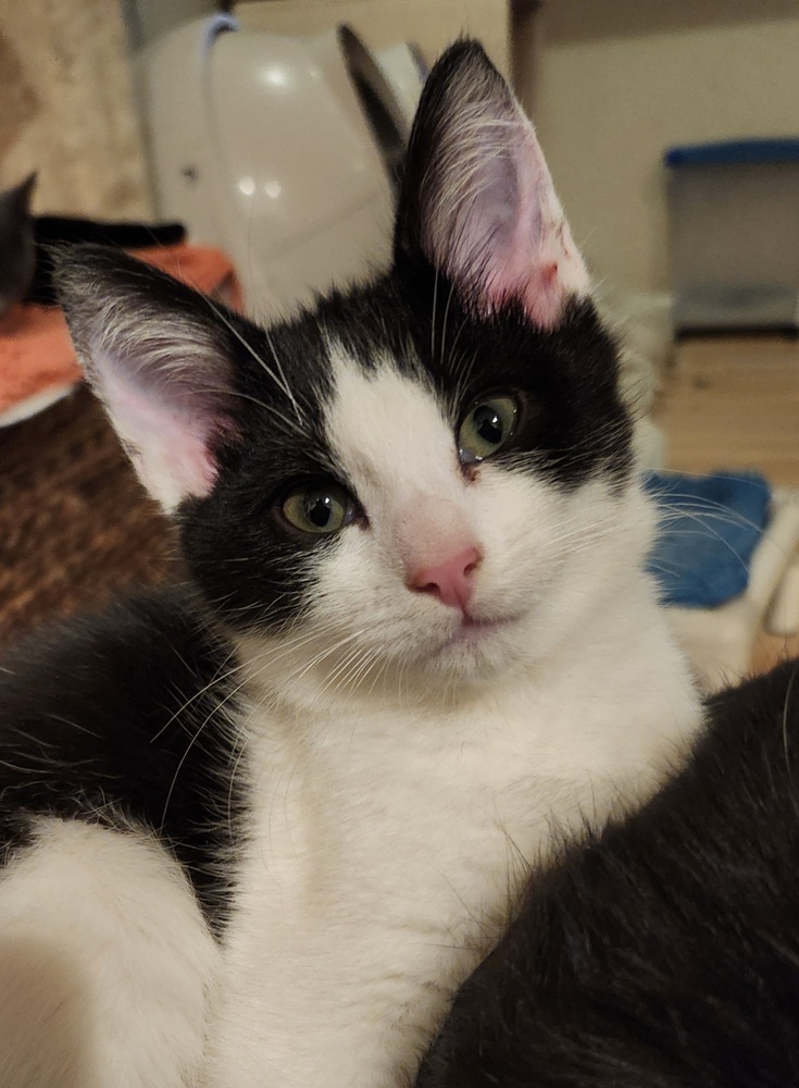 Binx, an adoptable Domestic Short Hair in Salinas, CA, 93905 | Photo Image 2