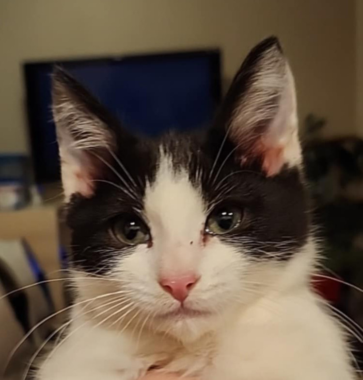 Binx, an adoptable Domestic Short Hair in Salinas, CA, 93905 | Photo Image 3
