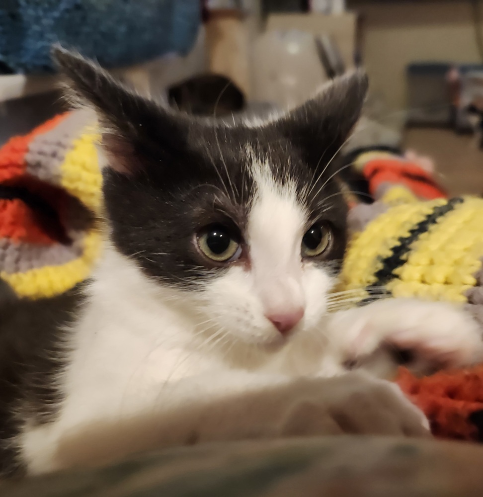Binx, an adoptable Domestic Short Hair in Salinas, CA, 93905 | Photo Image 4