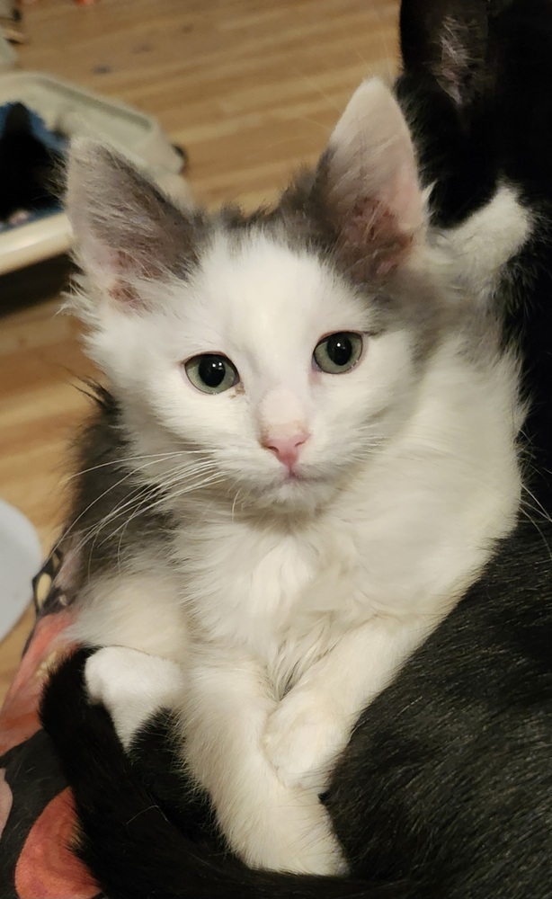 Snickers, an adoptable Domestic Short Hair in Salinas, CA, 93905 | Photo Image 1