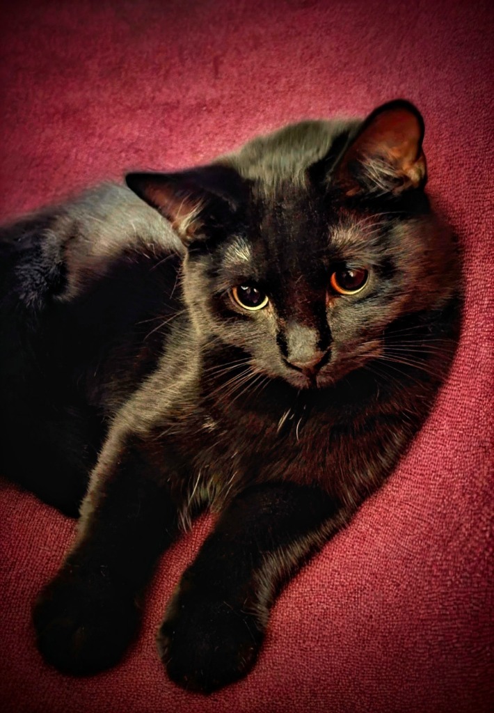 Sable