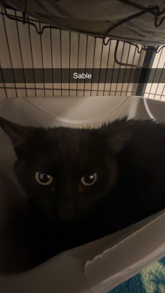 Sable