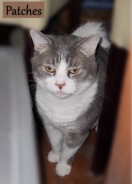 Patches 4, an adoptable Domestic Short Hair in Hoover , AL, 35226 | Photo Image 1