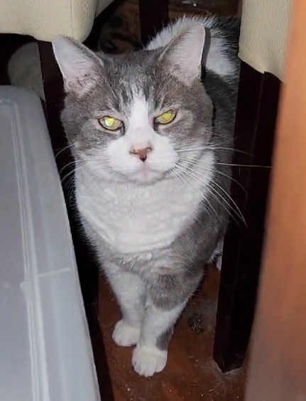 Patches 4, an adoptable Domestic Short Hair in Hoover , AL, 35226 | Photo Image 2