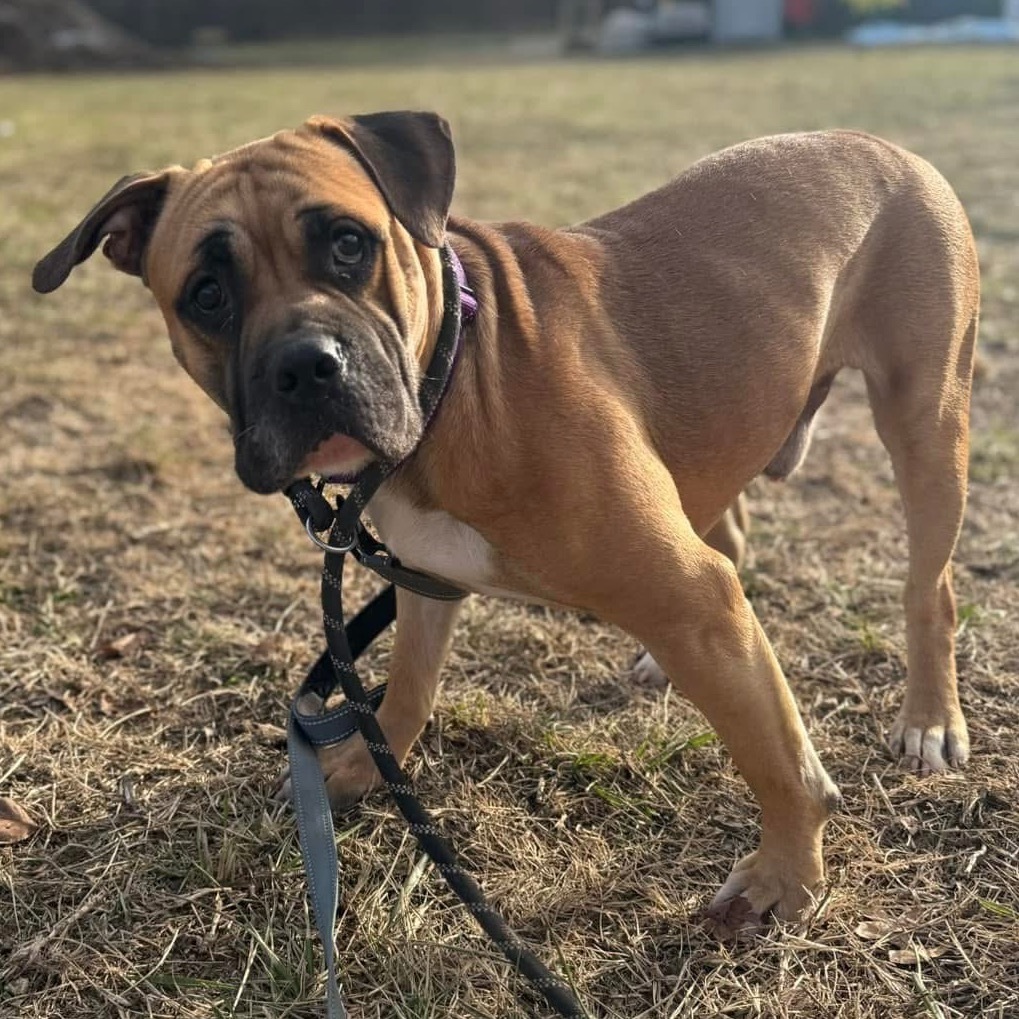 Bull Grizzly, an adoptable Bullmastiff, English Bulldog in Spring Hill, KS, 66083 | Photo Image 3