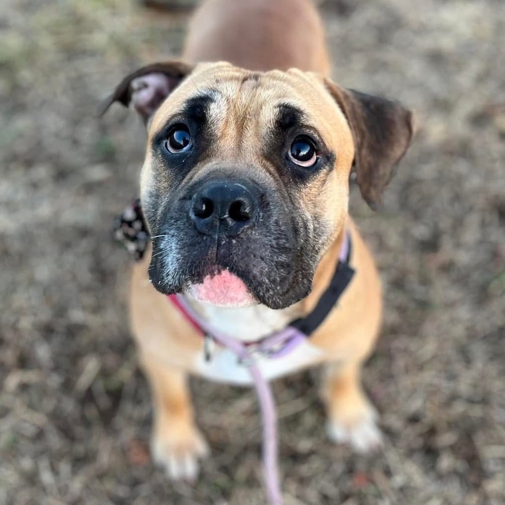 Bull Grizzly, an adoptable Bullmastiff, English Bulldog in Spring Hill, KS, 66083 | Photo Image 4