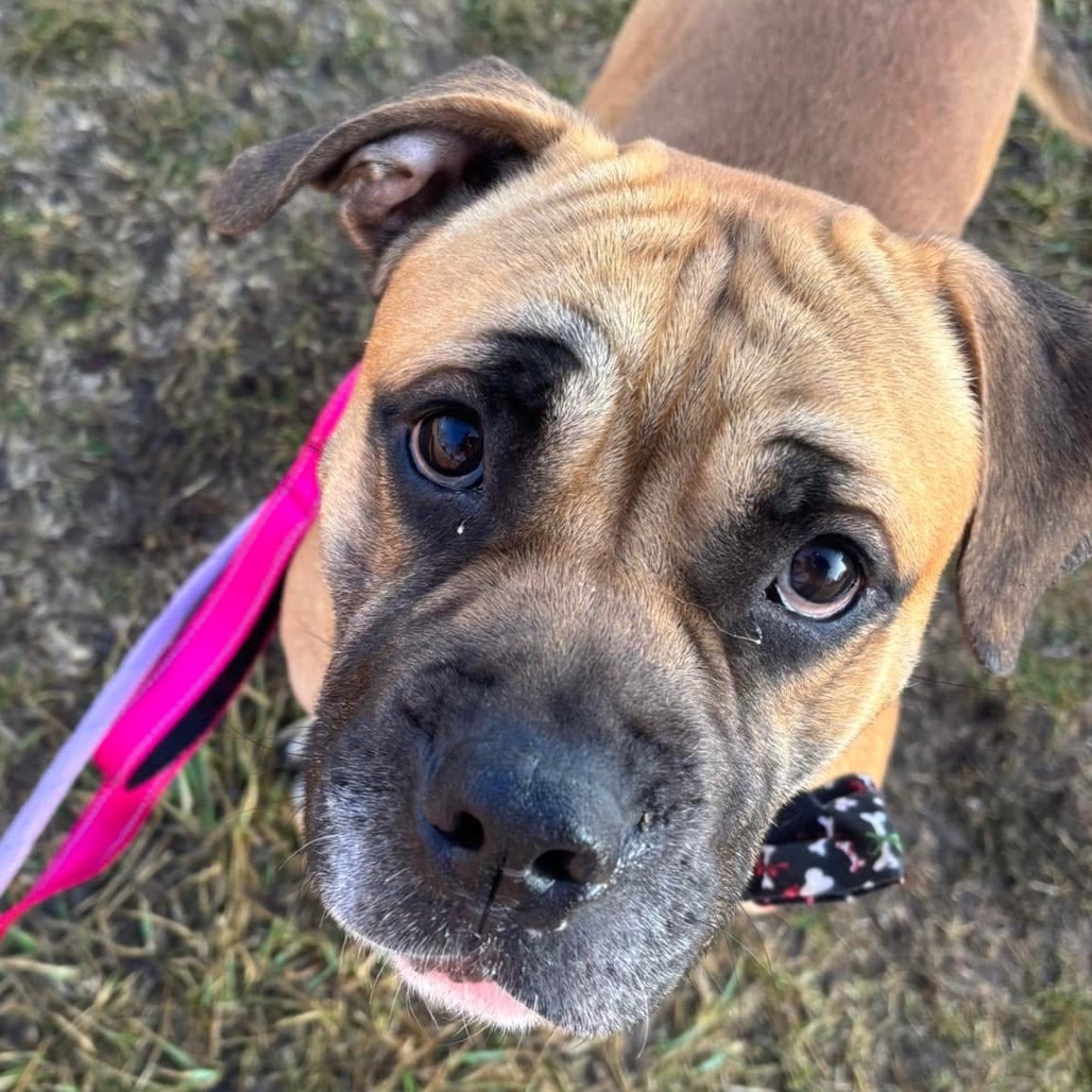 Bull Grizzly, an adoptable Bullmastiff, English Bulldog in Spring Hill, KS, 66083 | Photo Image 6