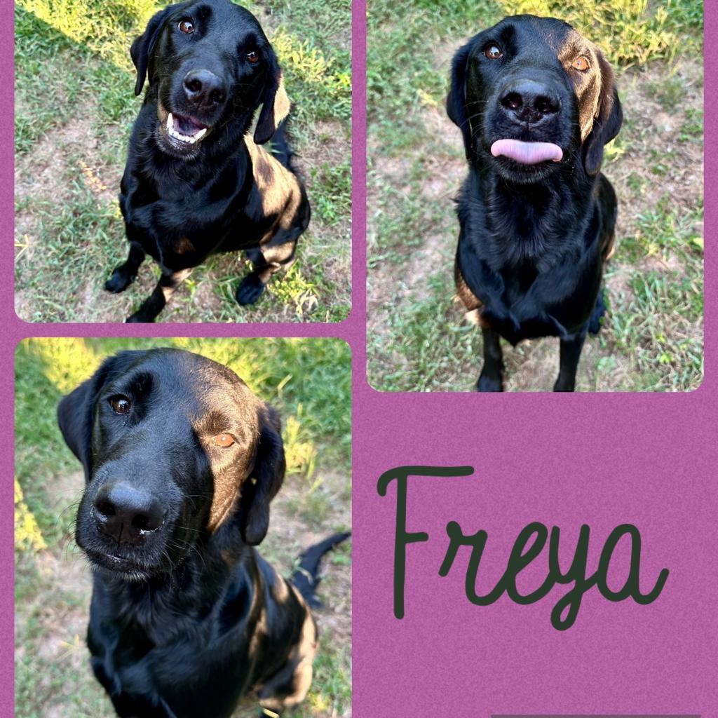 Fleur - Freya
